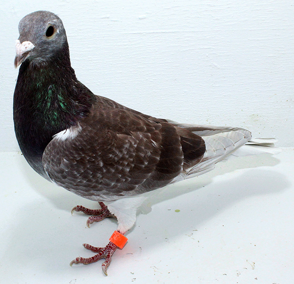 Band: AU 41448 AA 2025